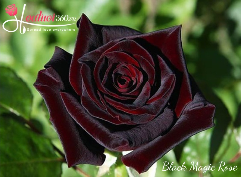 Hoa hồng đen Black Magic 