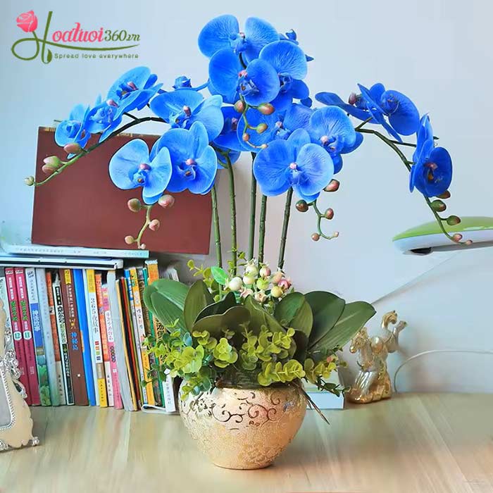 Hoa lan màu xanh quý phái tặng khai trương khách hàng cá nhân
