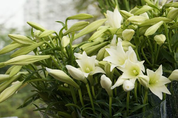 Hoa loa kèn loài hoa chia buồn quận 7 phổ biến