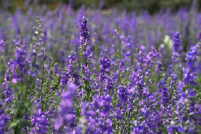 Hoa Violet tím thanh lịch, tinh tế thích hơp làm hoa chia buồn đám tang