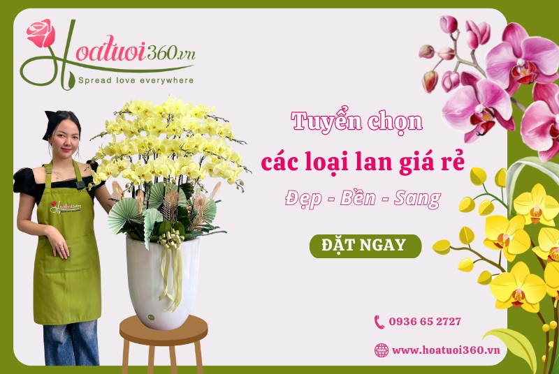 Địa chỉ bán hoa lan giá rẻ, uy tín tại TPHCM 