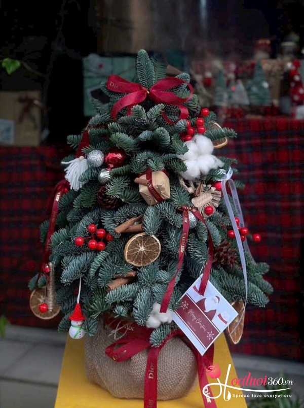 Hoa giáng sinh - Điều ước đêm Noel