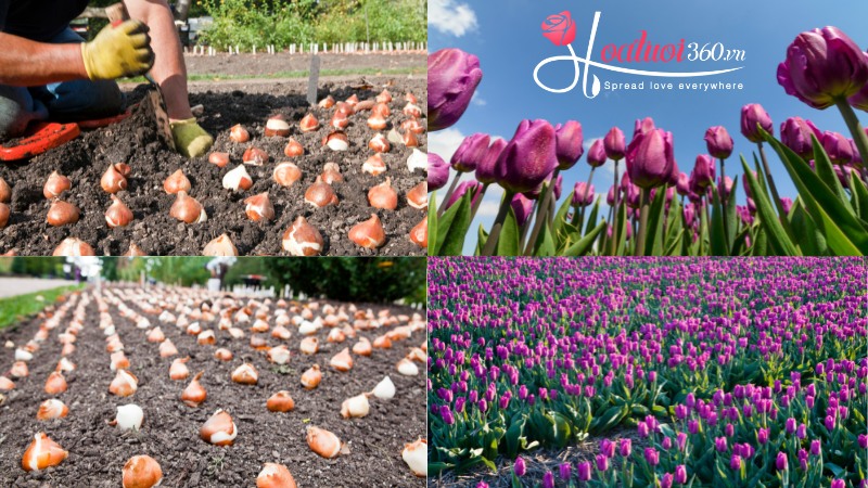 Hướng dẫn trồng hoa tulip đơn giản tại nhà 