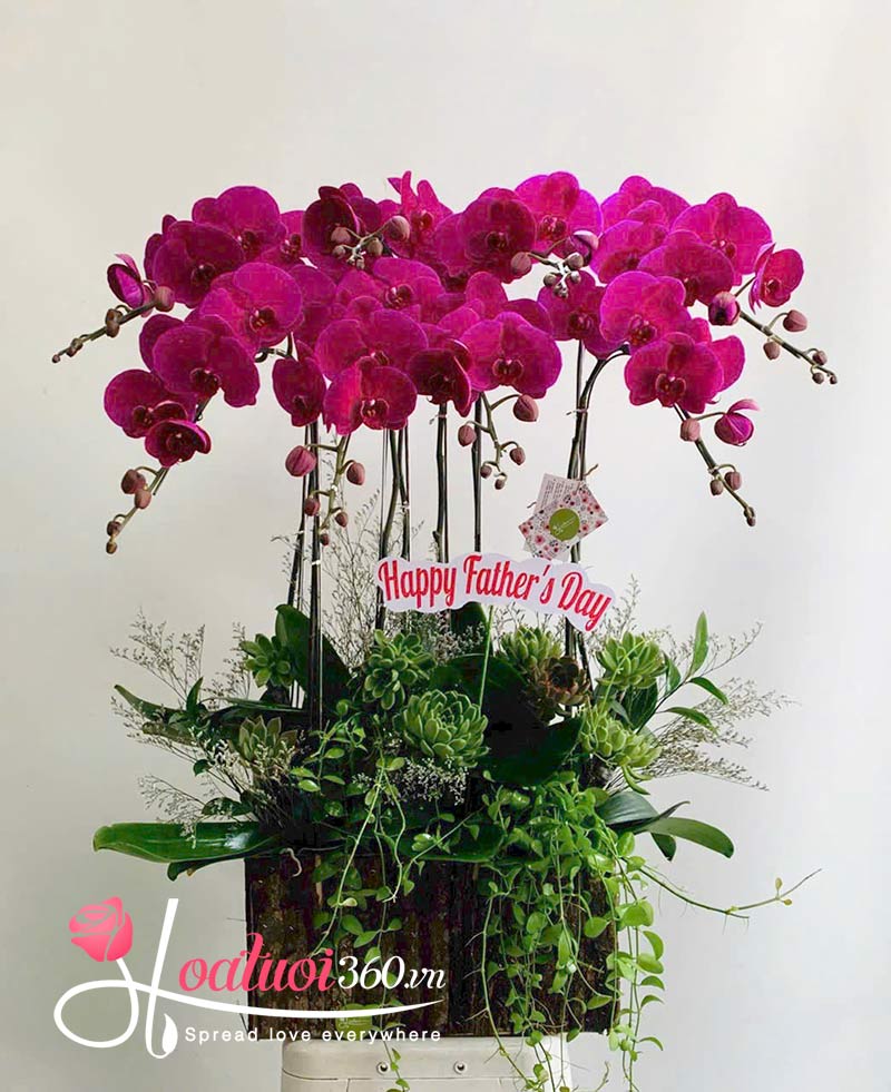 Lan hồ điệp tím đậm