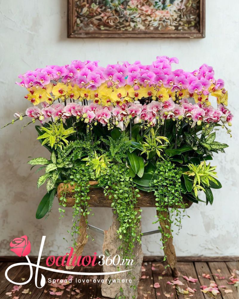 Hoa lan hồ điệp tím phối màu vàng và tím hồng 