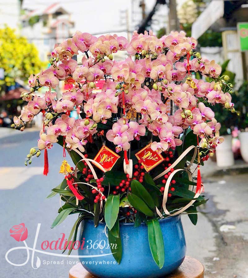 Lan hồ điệp mini chơi tết