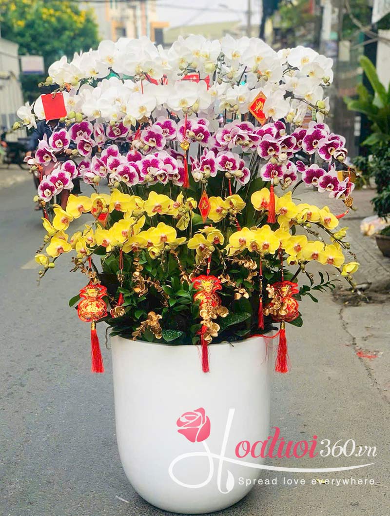 Lan hồ điệp Tết mix nhiều màu sắc