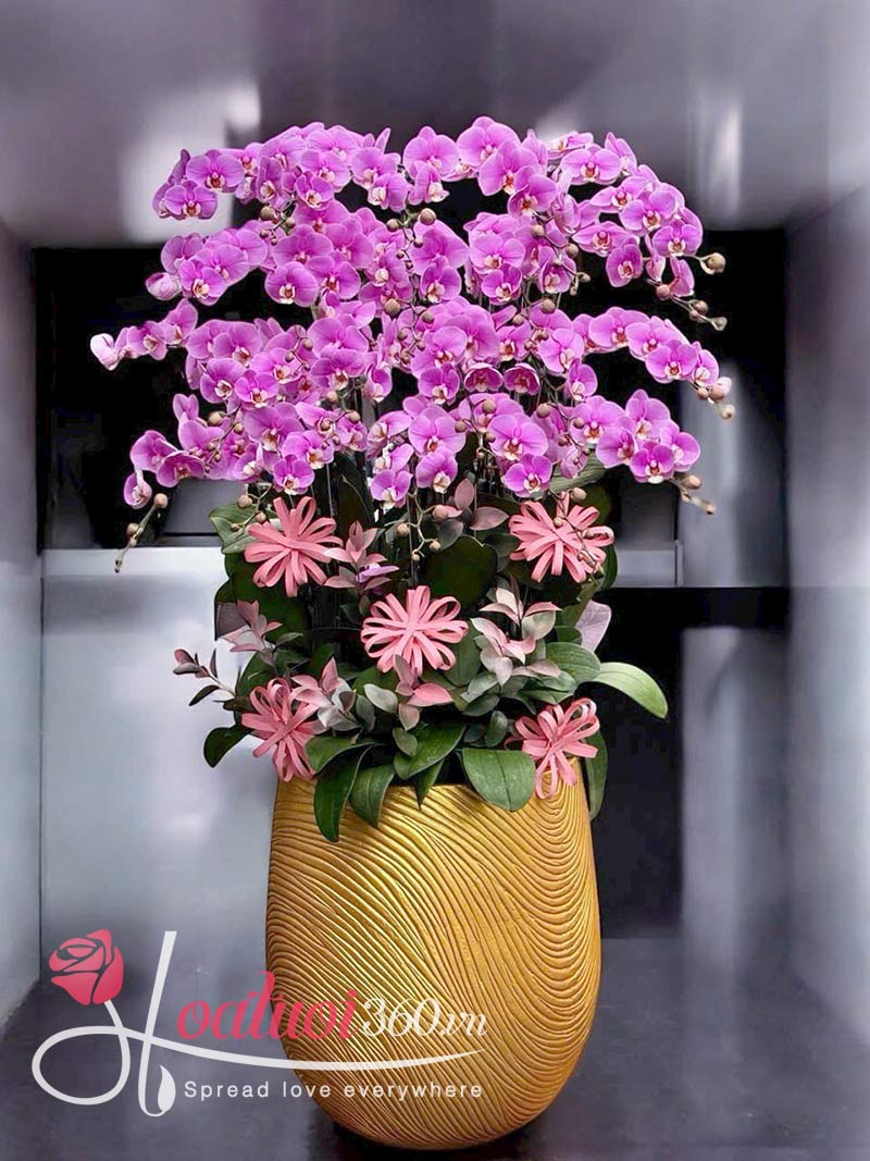 Chậu lan hồ điệp tím hồng đẳng cấp, cánh lớn, mịn màng