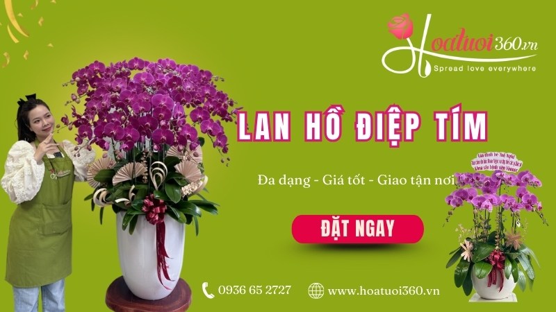 Hoa tươi 360 - Shop bán lan hồ điệp màu tím giá tốt TPHCM