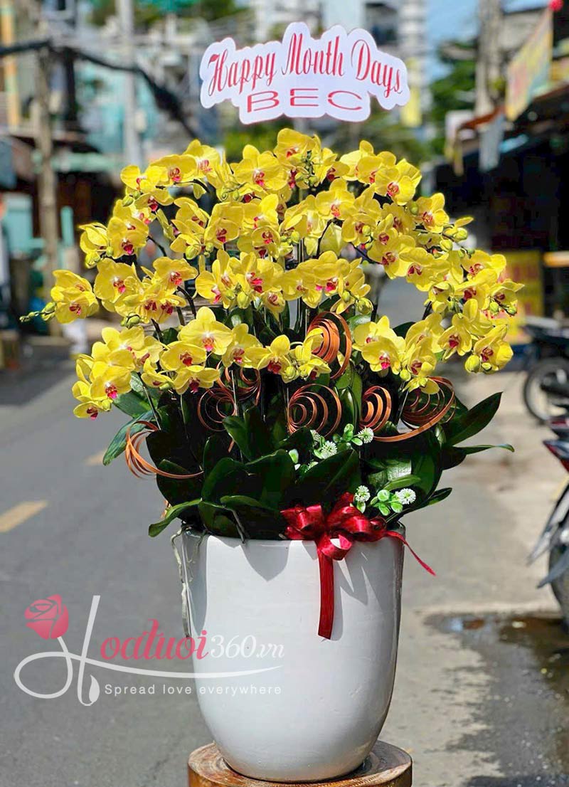 Chậu lan hồ điệp 20 cành sang trọng