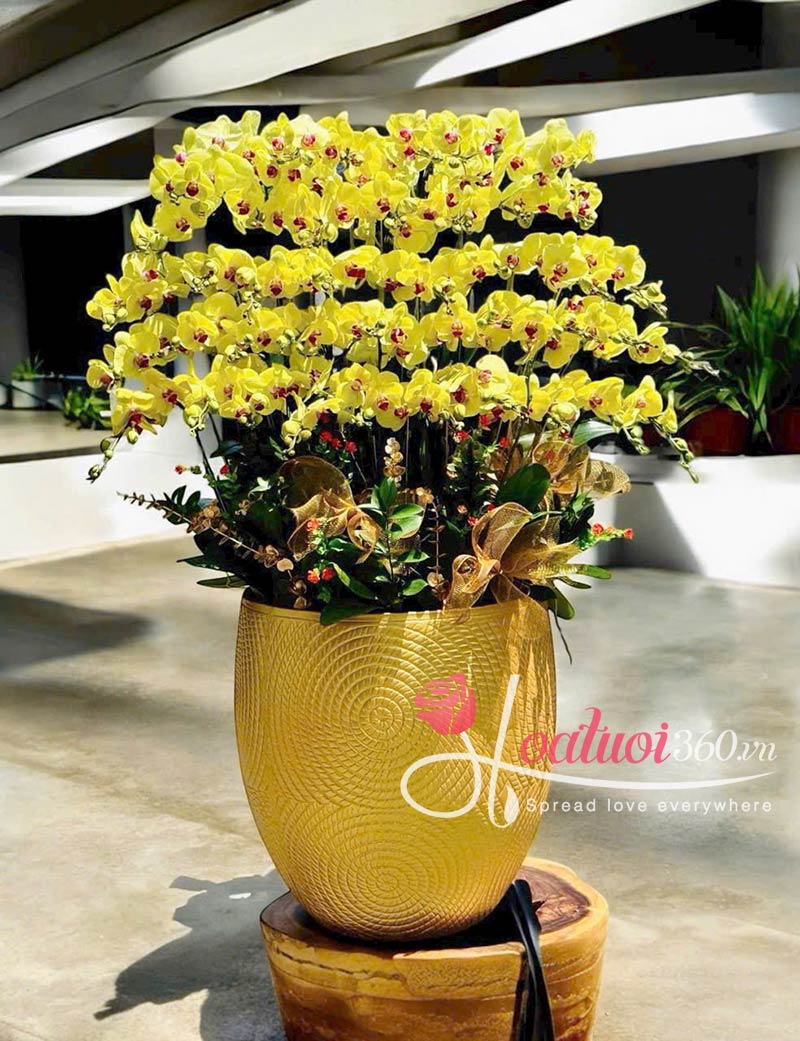 Lan hồ điệp vàng – món quà khởi đầu cho một cuộc gặp