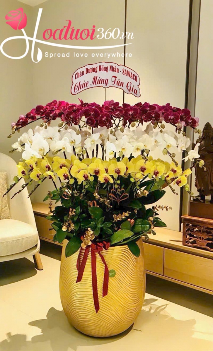 Lan hồ điệp phối 3 màu vàng, tím, trắng