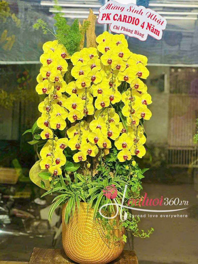 Chậu lan hồ điệp vàng thể hiện thinh vượng và ấm áp