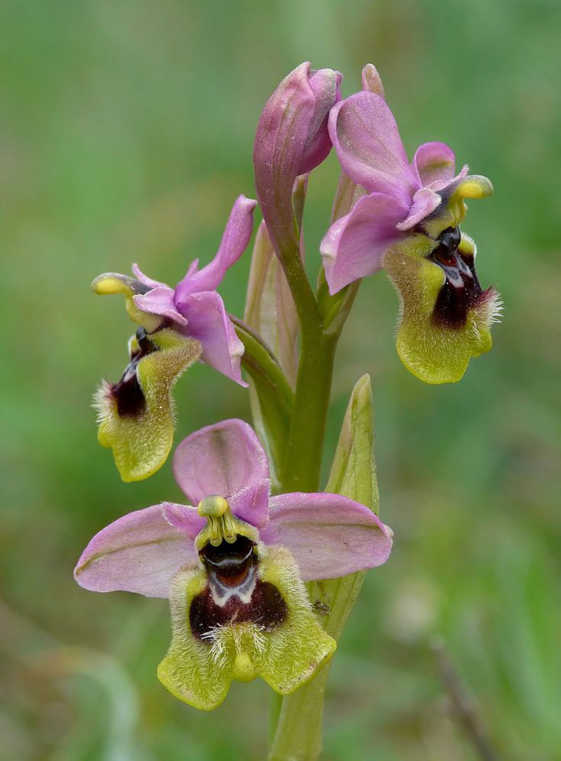 Ophrys spegodes lan rừng quý, hiếm 