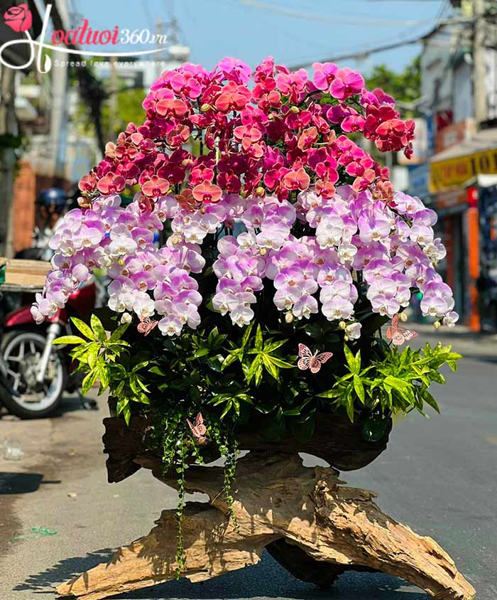 Lẵng hoa địa lan khai trương cao cấp