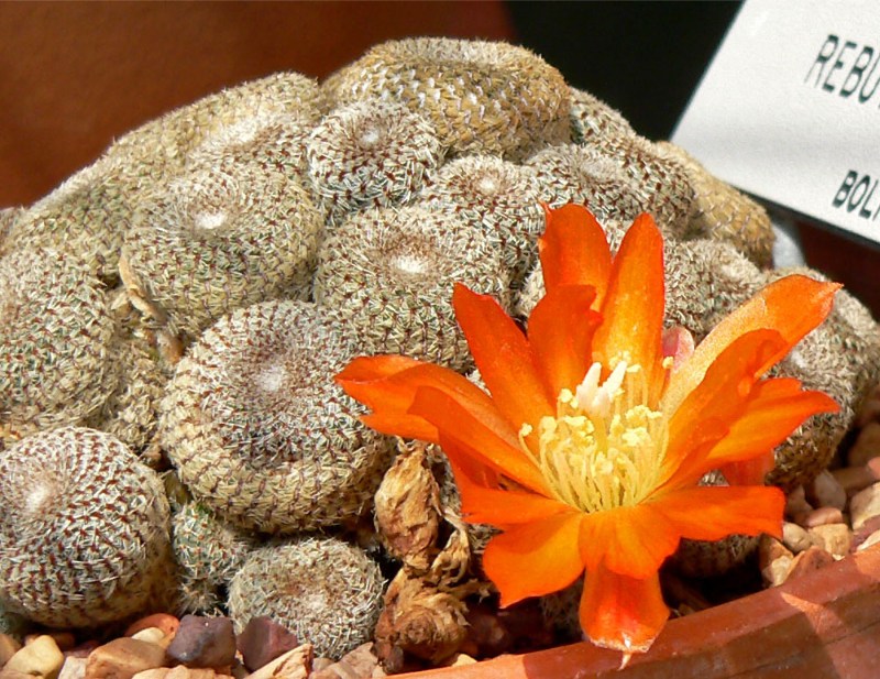 Rebutia - Loài hoa xương rồng đẹp nở vào mùa đông 