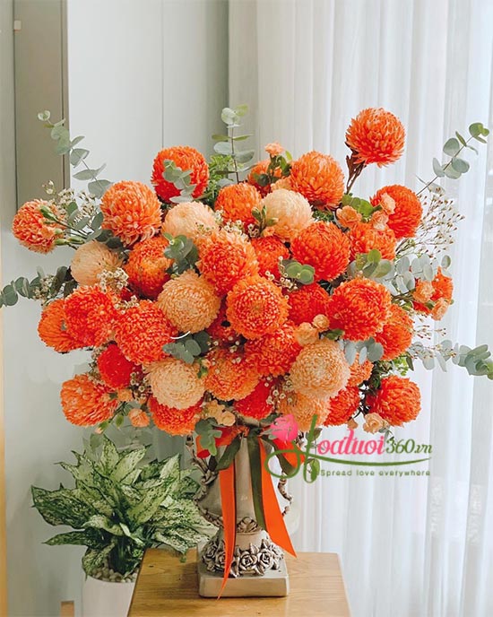 Mẫu hoa cúc mấu đơn khai trương rực rỡ