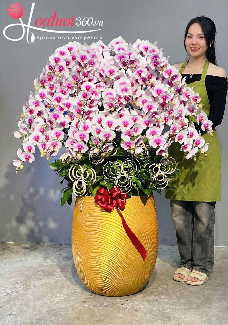 Chậu lan hồ điệp đột biến trang trí đại sảnh công ty