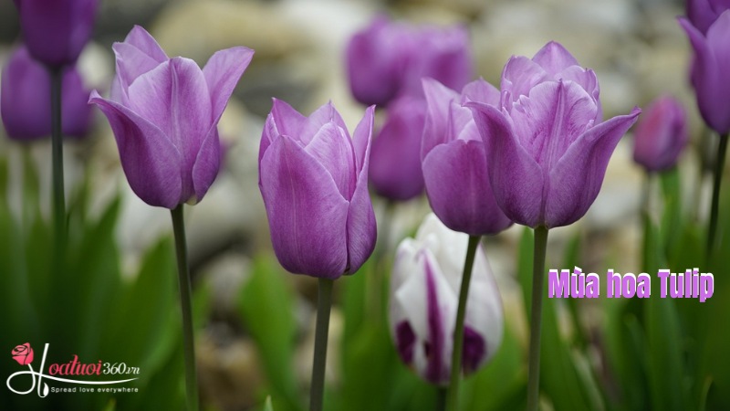 Mùa hoa tulip tím 