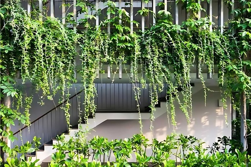 Giới thiệu về đặc điểm cây cúc tần Ấn Độ 