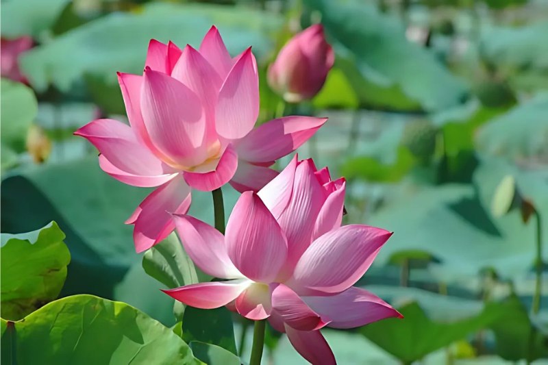 Hình ảnh hoa sen Việt đẹp, mộc mạc