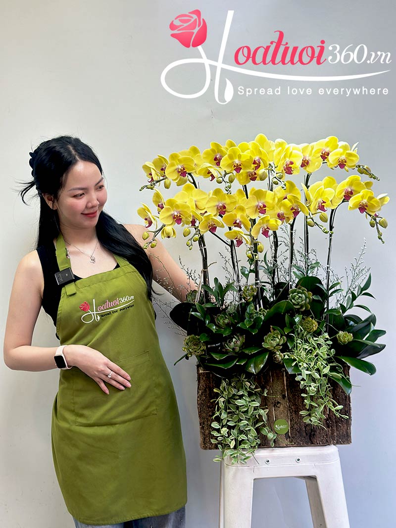 Chậu lan hồ điệp vàng mang đến cảm giác nhẹ dịu, ấm áp