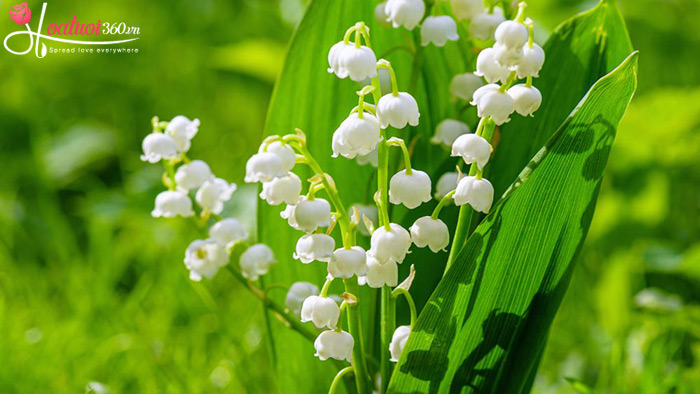 Hoa linh lan trắng