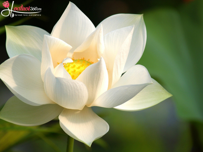 hoa sen trắng