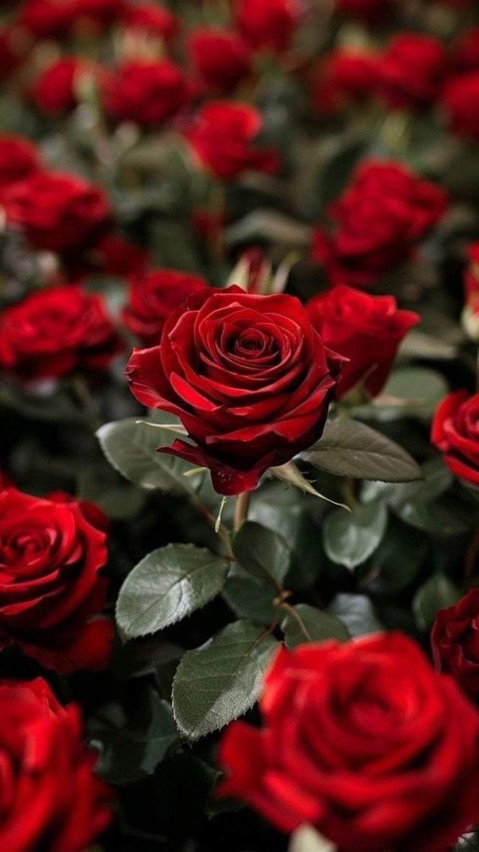 ảnh hoa hồng đỏ nhung