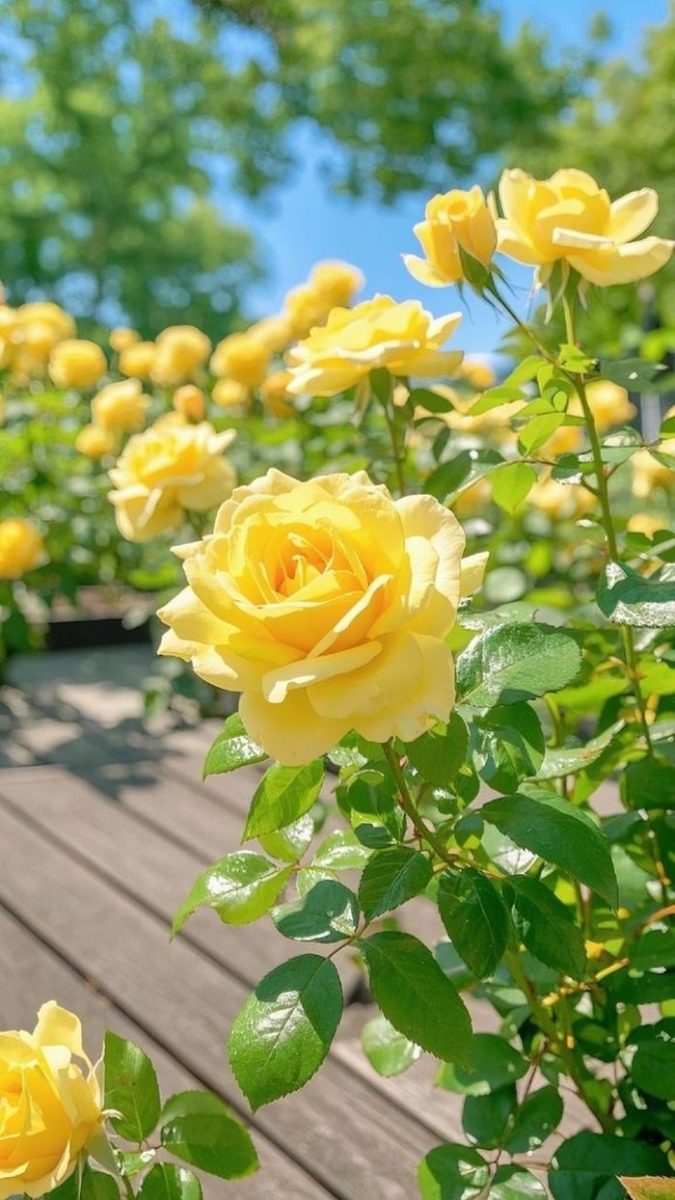 ảnh hoa hồng vàng