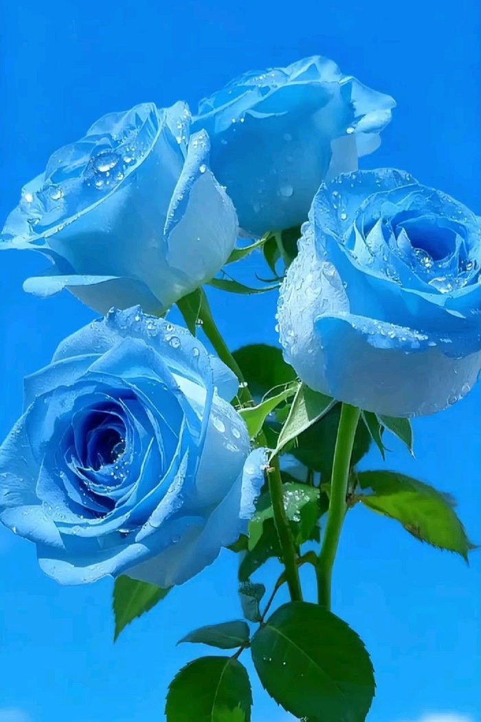 Ảnh hoa hồng xanh dương đẹp nhất thế giới