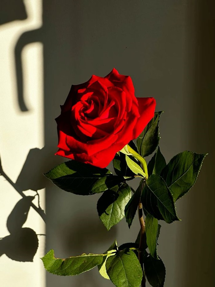 Hình ảnh hoa hồng buồn