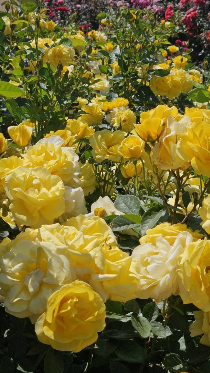 Hình ảnh hoa hồng vàng sang trọng