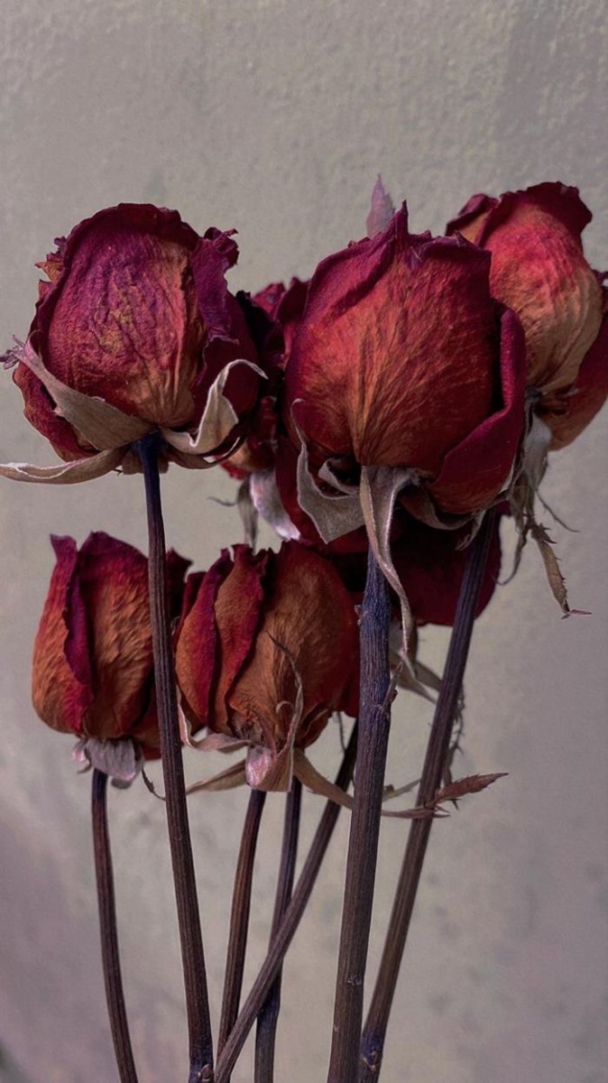 Ảnh hoa hồng héo úa buồn bã