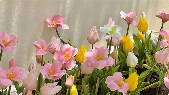 anh hoa tulip dep nhat sac net 4k