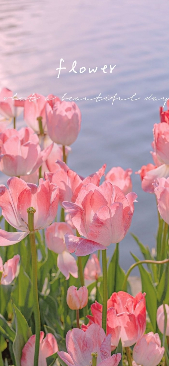 anh nen hoa tulip dep cho dien thoai