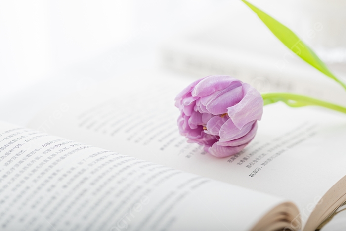 hinh anh hoa tulip chill dep