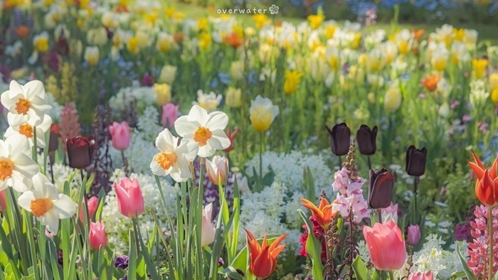 anh ve hoa tulip cute lam hinh nen may tinh