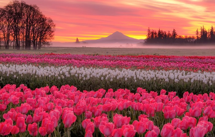 hình ảnh hoa tulip đẹp