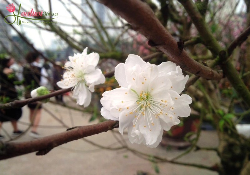 Đào trắng (bạch đào)