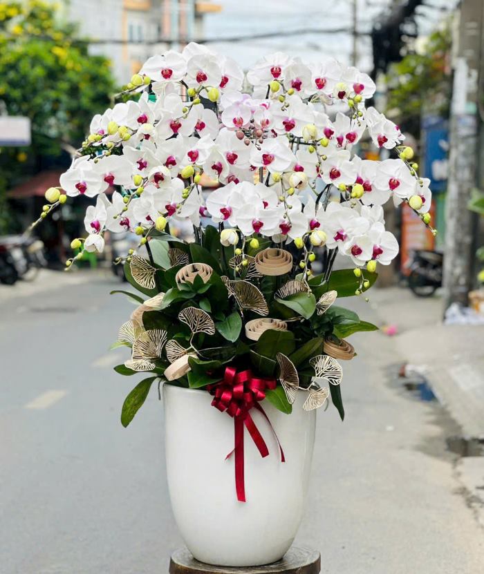 Bình hoa lan hồ điệp trắng mừng khai trương thiết kế tối giản