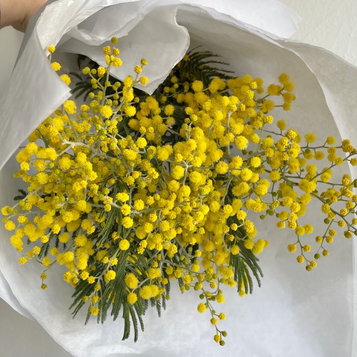 Dành tặng bó hoa mimosa đến những người phụ nữ bạn yêu