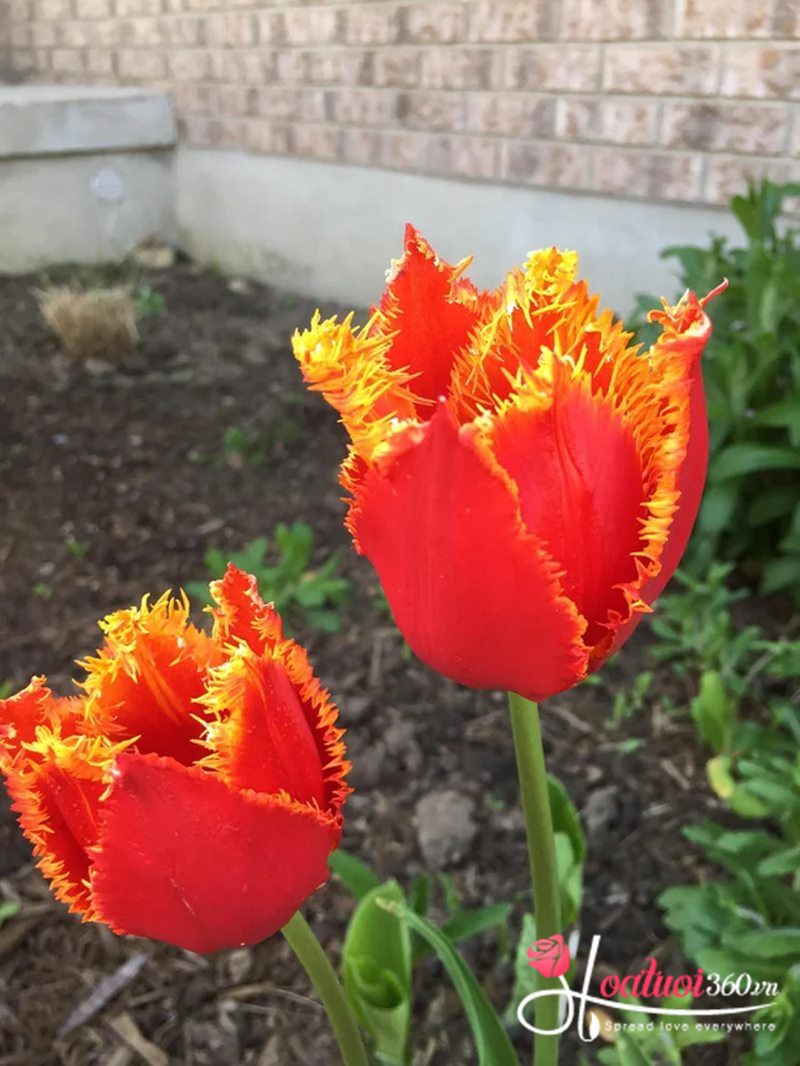 Hoa Tulip Gai Đôi 