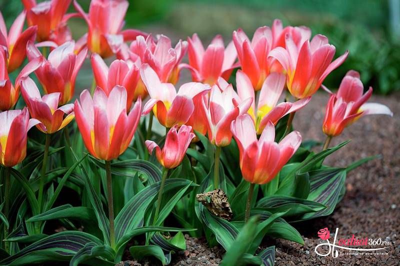 Hoa Tulip Kaufmanniana