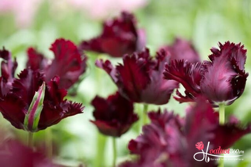 Hoa Tulip Chim Vẹt Đen