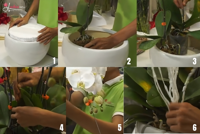 các bước cắm lan hồ điệp 5 cây trong chậu tròn miệng rộng