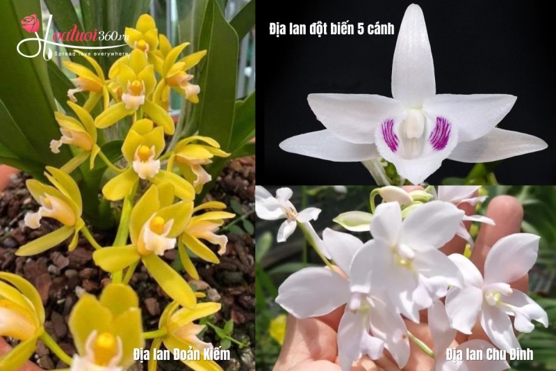 Các loại địa lan khác