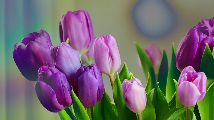 Hoa tulip tím