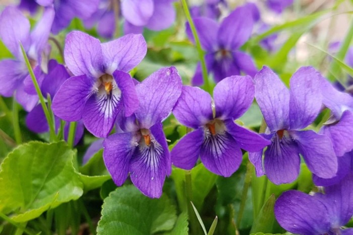 Hoa violet tím