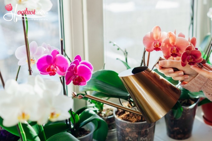 Cách chăm sóc lan hồ điệp mini tươi lâu suốt Tết